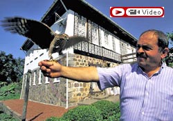 Atmaca ile bıldırcın avı NTVde