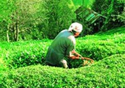 Yeşil vadide hasat zamanı...