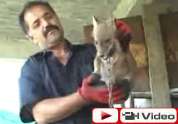 Anasına kızdı, yavrusunu esir aldı!