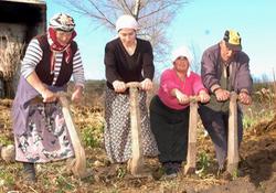 Bahar geldi, tarlalar şenlendi