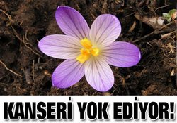 Bu çiçek kanseri yok ediyor