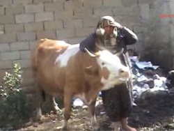 İneğinin başında ne olur ölme diye ağladı