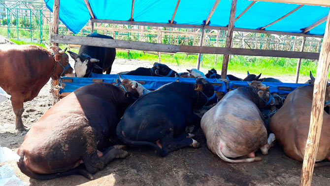 apso1-001.jpg apso1-001.jpg