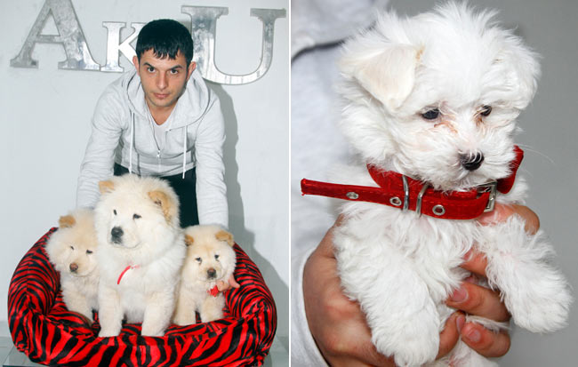 aslan1.jpg aslan1.jpg