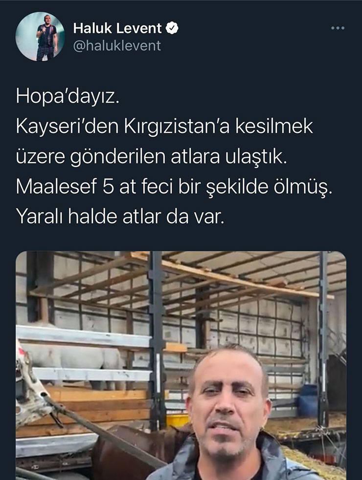 atlar4.jpg