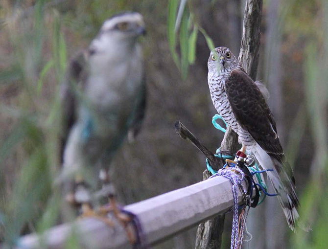 atmaca2-001.jpg atmaca2-001.jpg