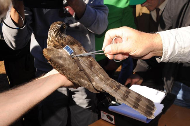 atmaca2.20141109180130.jpg atmaca2.20141109180130.jpg