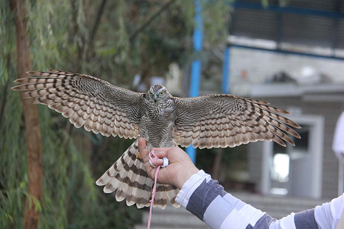 atmaca4-001.jpg atmaca4-001.jpg