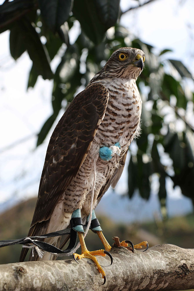 atmaca4-002.jpg atmaca4-002.jpg