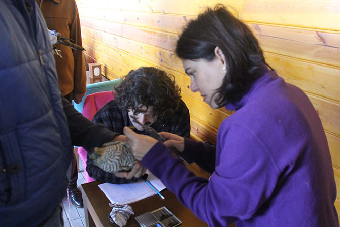 atmaca5.jpg atmaca5.jpg