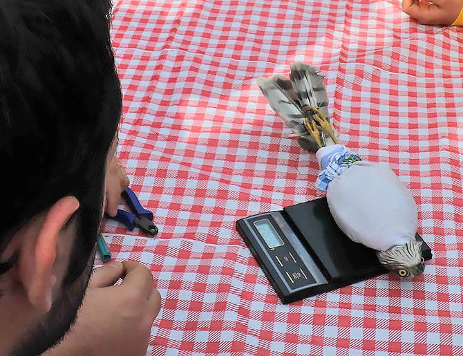 atmaca6-001.jpg atmaca6-001.jpg