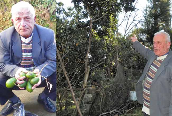 avokado1.jpg avokado1.jpg