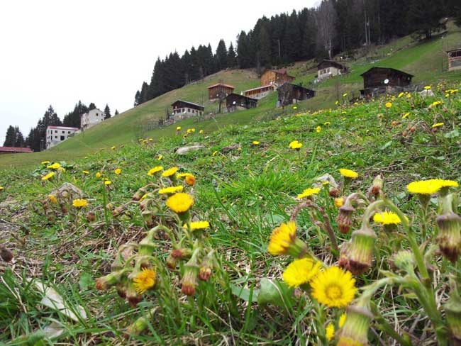 ayder1.20130327091949.jpg ayder1.20130327091949.jpg