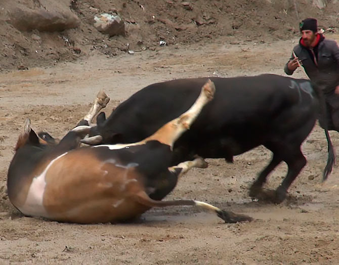 ayder2-009.jpg ayder2-009.jpg