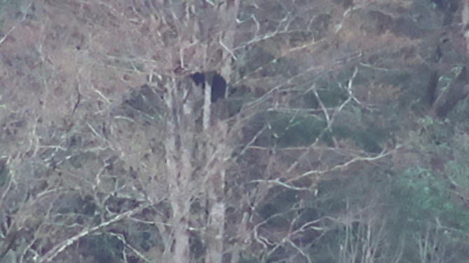 ayi-002.jpg ayi-002.jpg