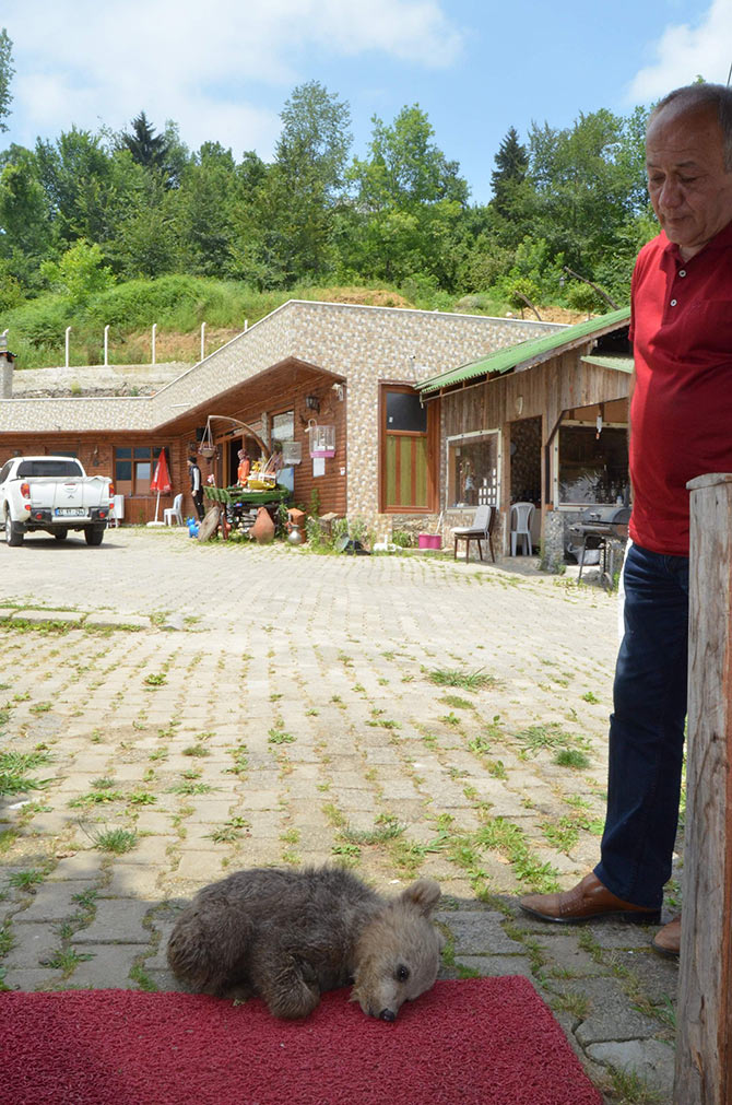 ayi1-002.jpg ayi1-002.jpg