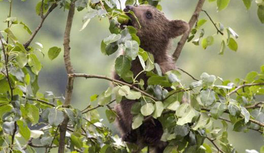 ayi1.20130710020953.jpg ayi1.20130710020953.jpg