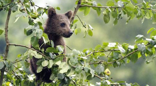 ayi2.20130710020940.jpg ayi2.20130710020940.jpg