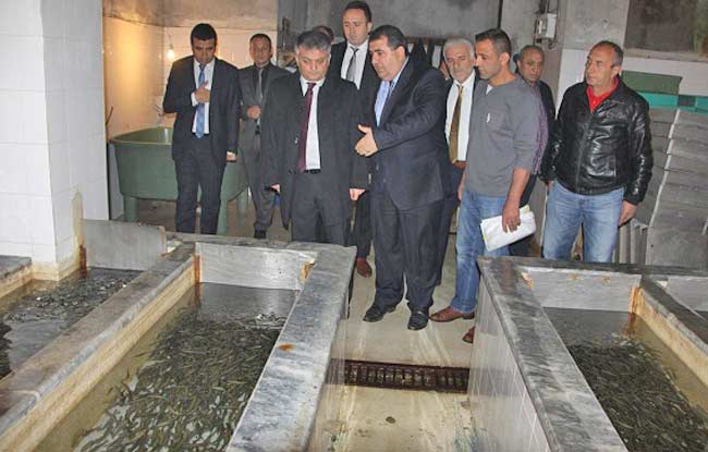 balik2.20141121165547.jpg balik2.20141121165547.jpg