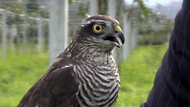 belgesel7atmaca.jpg belgesel7atmaca.jpg