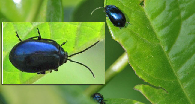 bocek01.jpg bocek01.jpg