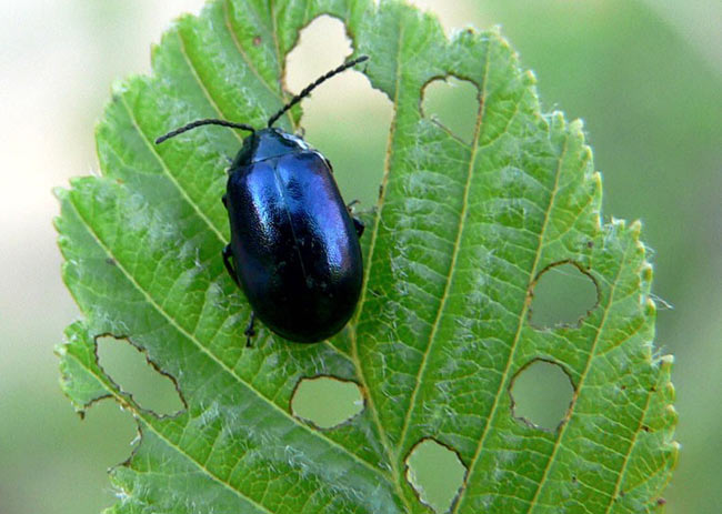 bocek1.20130412122541.jpg bocek1.20130412122541.jpg