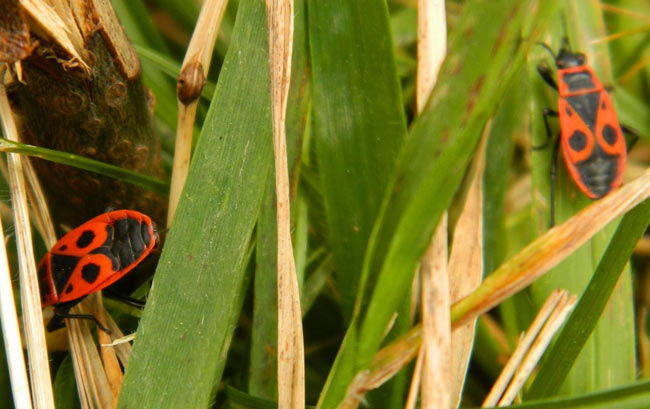 bocek1.jpg bocek1.jpg