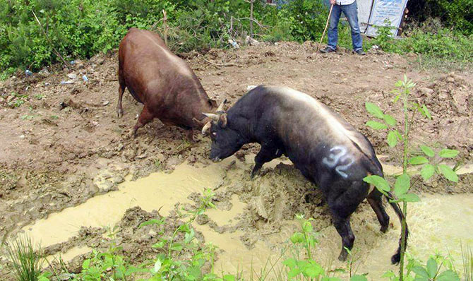 boga1-003.jpg boga1-003.jpg