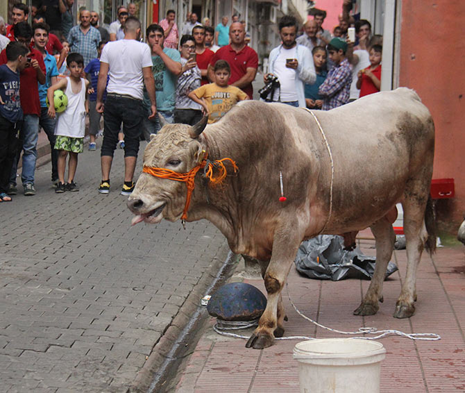 boga1-004.jpg boga1-004.jpg