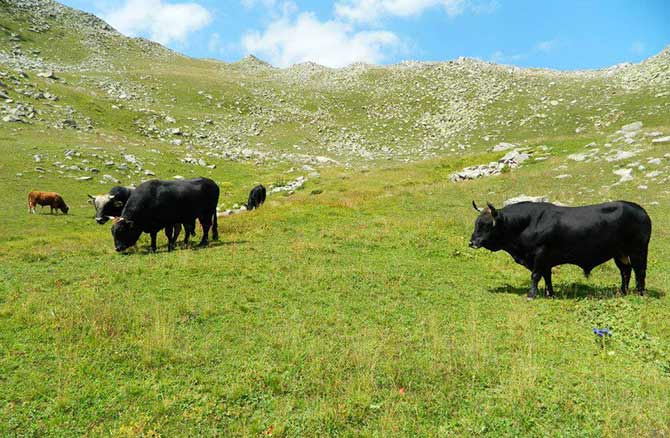 boga2-002.jpg boga2-002.jpg