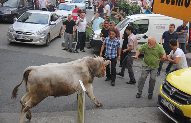 boga2-004.jpg boga2-004.jpg