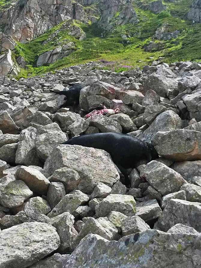 boga3-002.jpg boga3-002.jpg