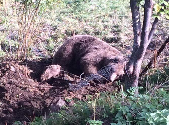 bozayi1.jpg bozayi1.jpg