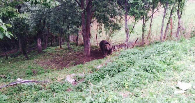 bozayi3.jpg bozayi3.jpg