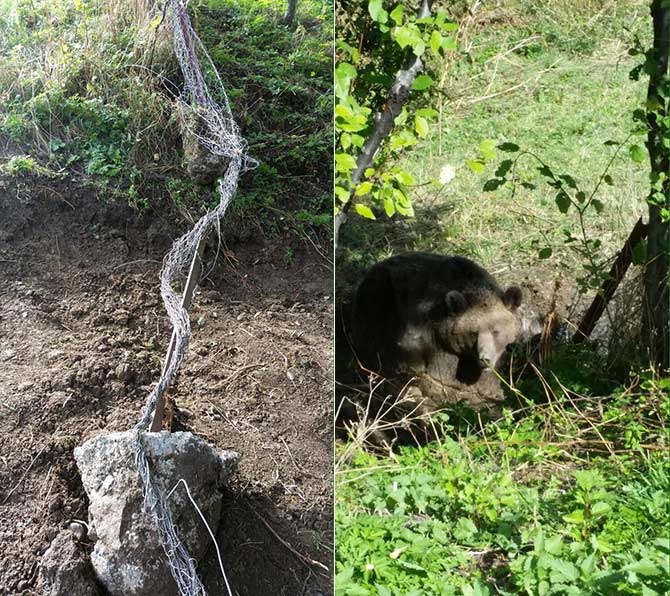 bozayi4.jpg bozayi4.jpg