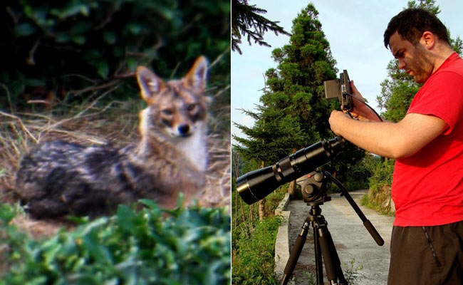 cakal1.jpg cakal1.jpg