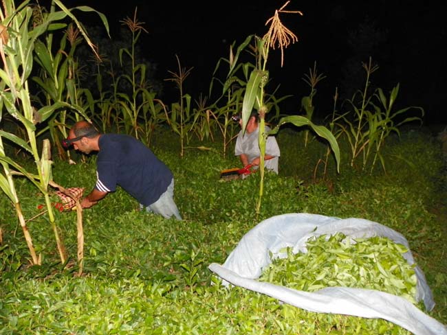 cay2.20120729020321.20130719121620.jpg cay2.20120729020321.20130719121620.jpg