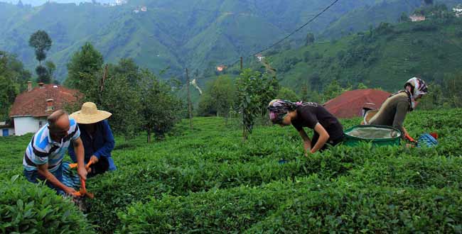 cay2.20130710230304.jpg cay2.20130710230304.jpg