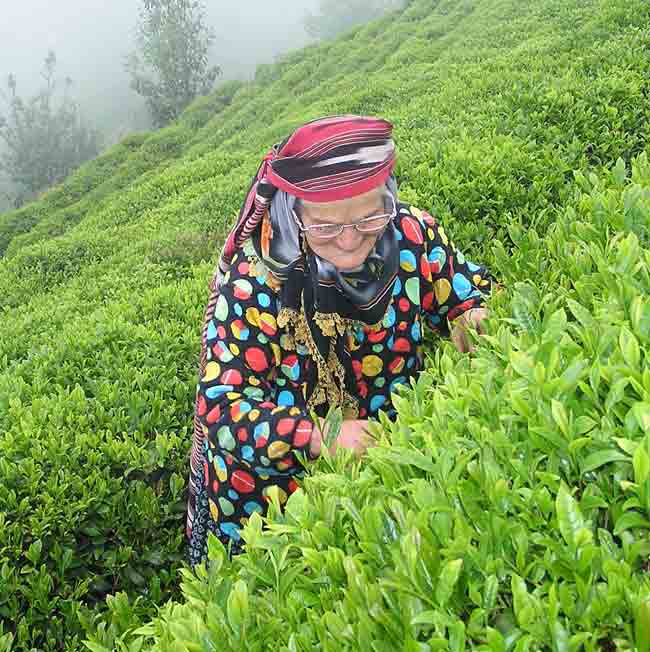 caylik1.jpg caylik1.jpg