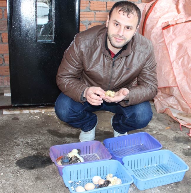 civciv03.jpg civciv03.jpg