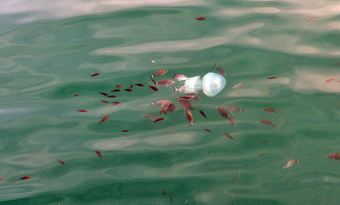 denizanasi.jpg denizanasi.jpg