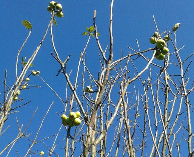 elma2.20141221143803.jpg elma2.20141221143803.jpg