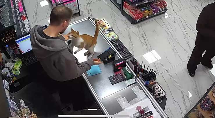 esnafkedi.jpg