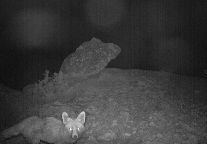 fotokapan3.jpg fotokapan3.jpg