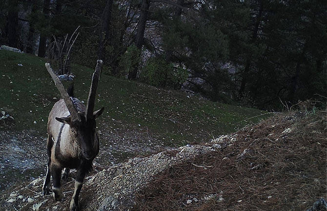 fotokapan4.jpg fotokapan4.jpg