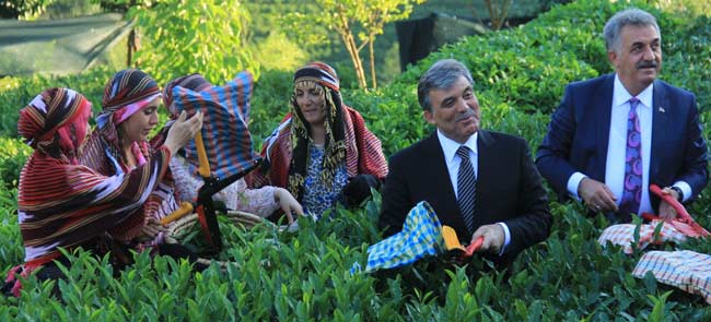 gul3.20130612203639.jpg gul3.20130612203639.jpg