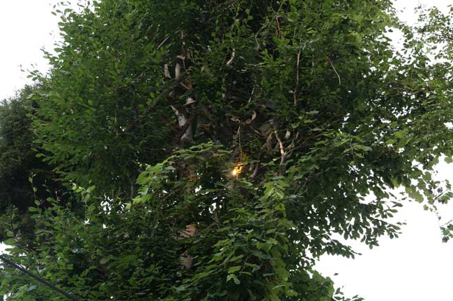 gurgen4.jpg gurgen4.jpg