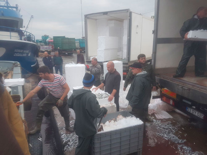 hams3-005.jpg hams3-005.jpg