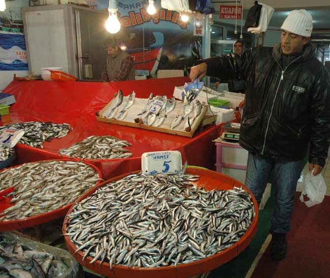 hamsi1.jpg hamsi1.jpg