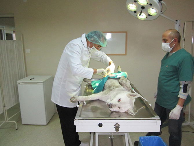 hayvan.jpg hayvan.jpg